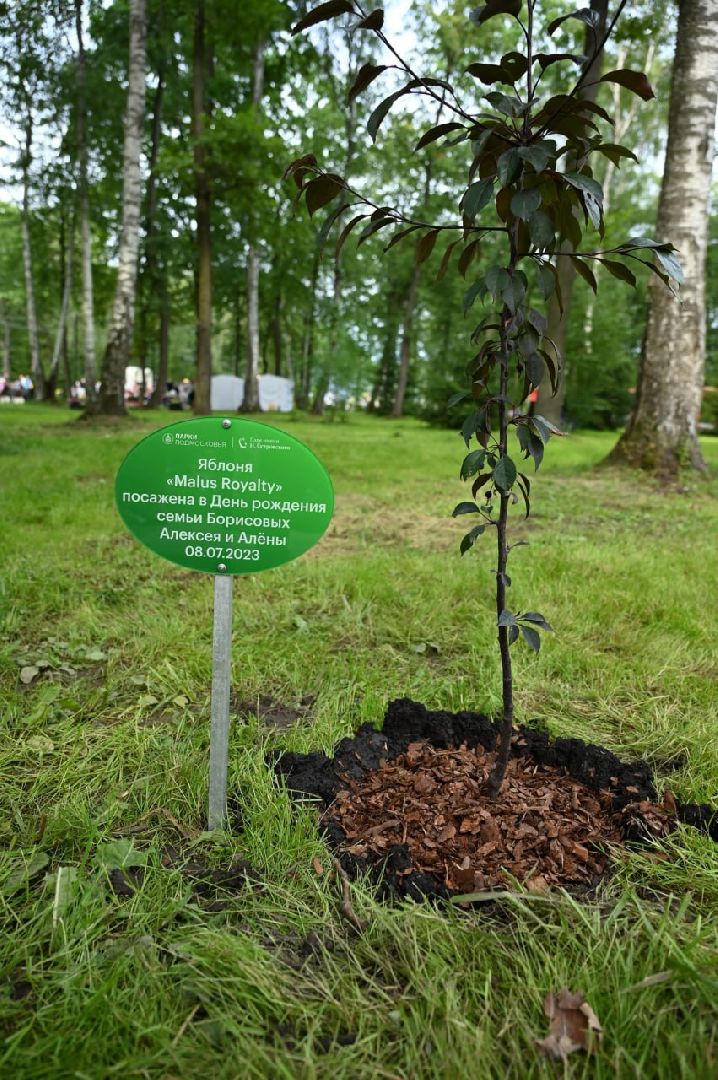 Ступино, парк Островского, аллея молодоженов