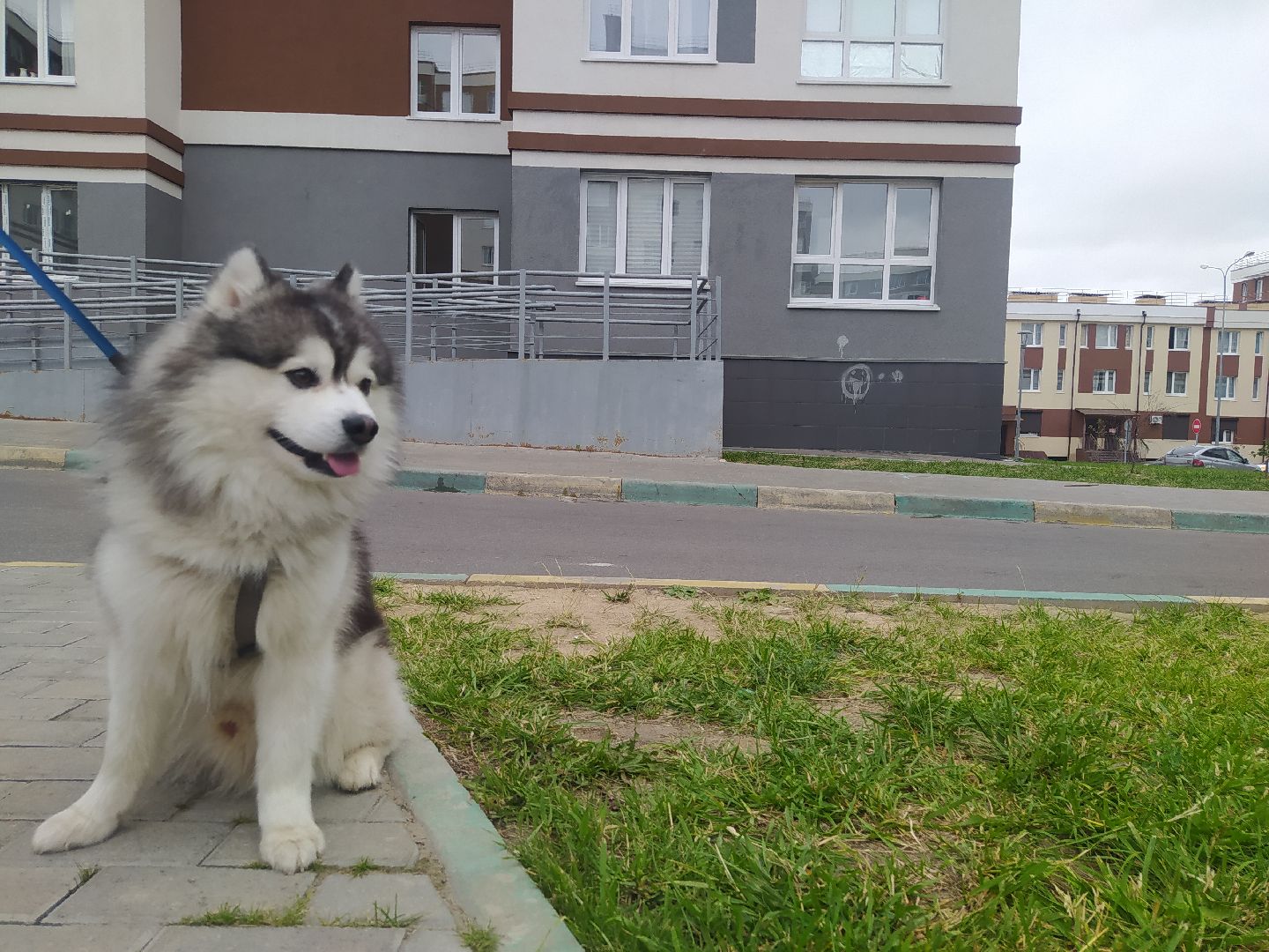 Нахабино, собаки, жара, животные, солнечный удар