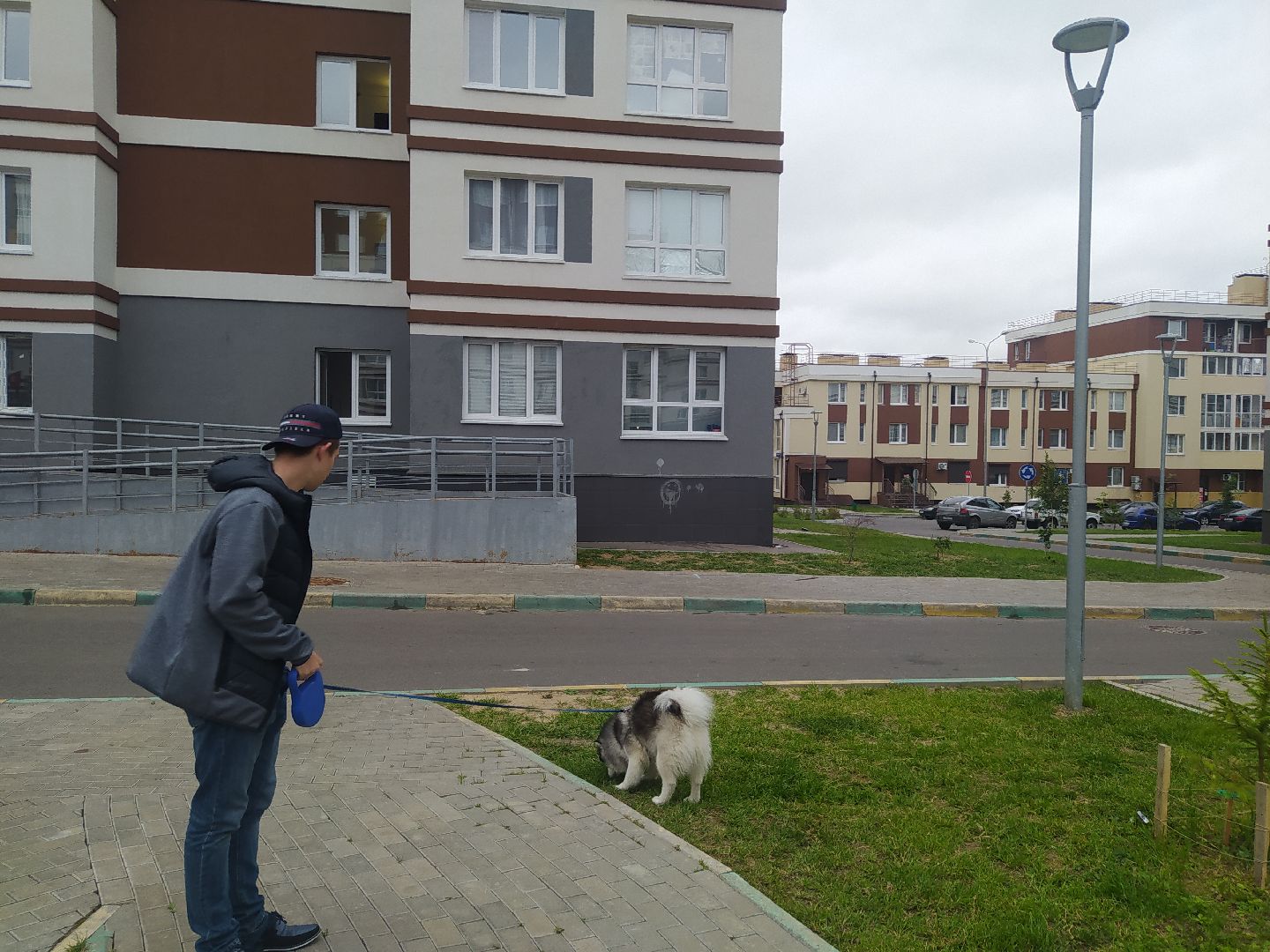 Нахабино, собаки, жара, животные, солнечный удар