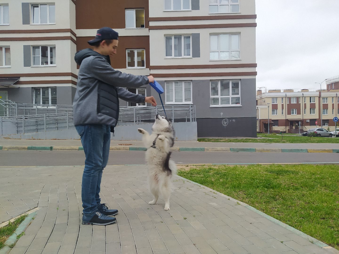 Нахабино, собаки, жара, животные, солнечный удар