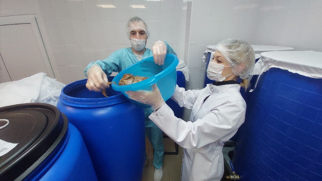 общество, напитки, предпринимательство, Комбучай, Воскресенск, чайный гриб