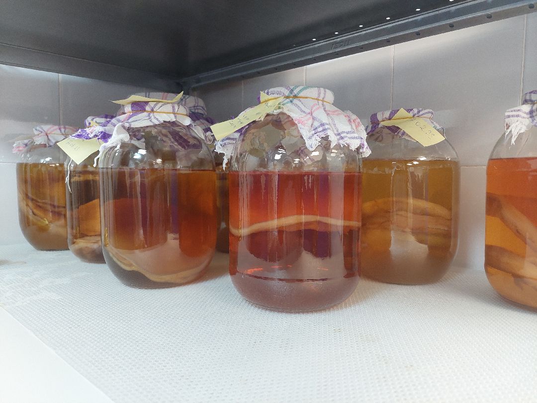 общество, напитки, предпринимательство, Комбучай, Воскресенск, чайный гриб