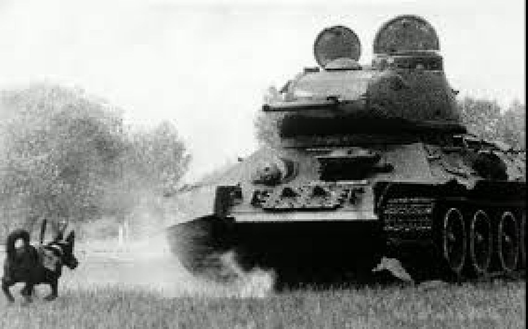 Долгопрудный, фестиваль, кинологи, фронтовая собака, Росгвардия