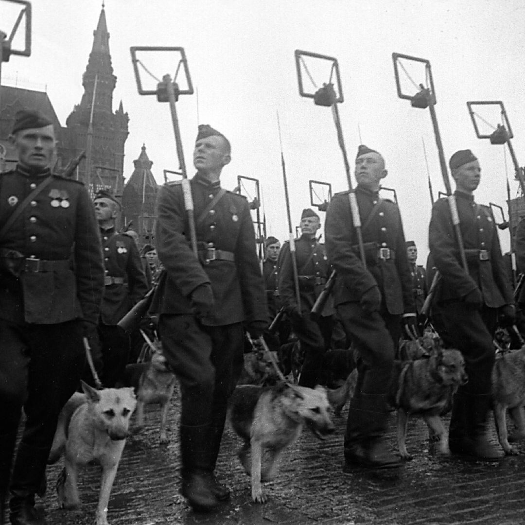 Долгопрудный, фестиваль, кинологи, фронтовая собака, Росгвардия