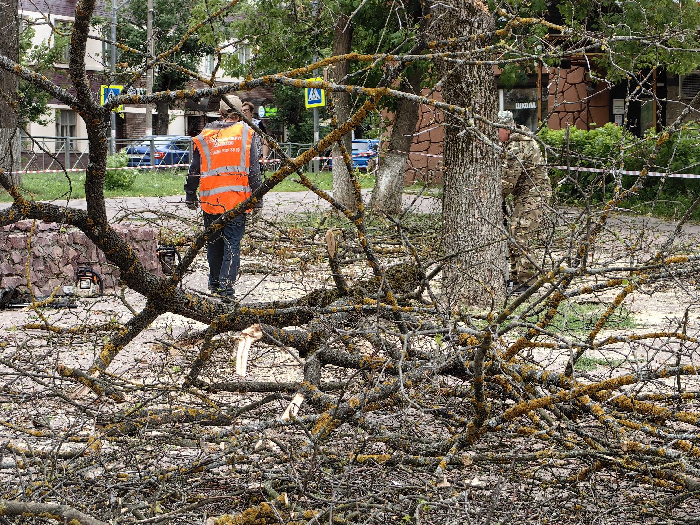 Спил, деревья, сухостои, безопасность