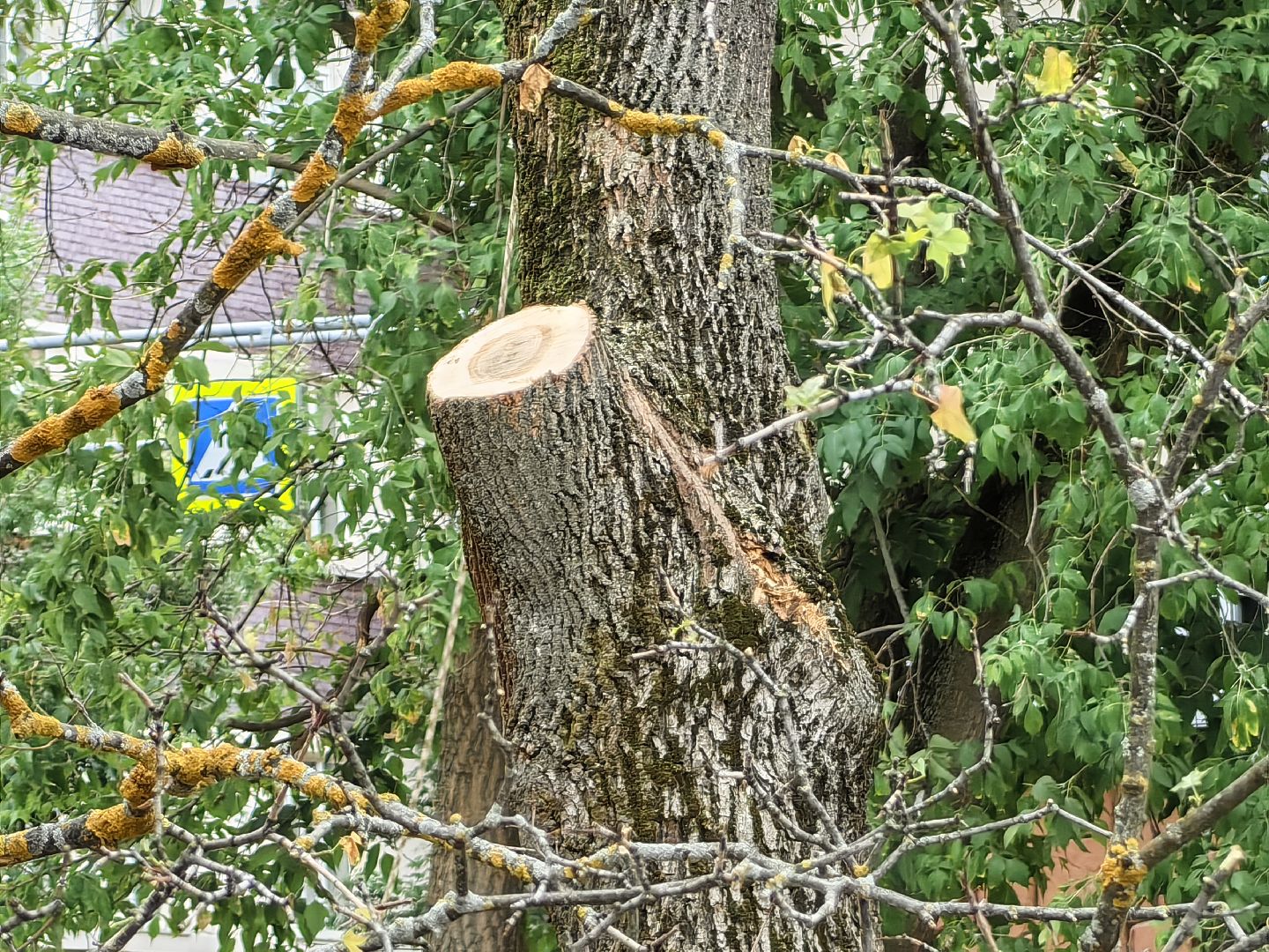 Спил, деревья, сухостои, безопасность