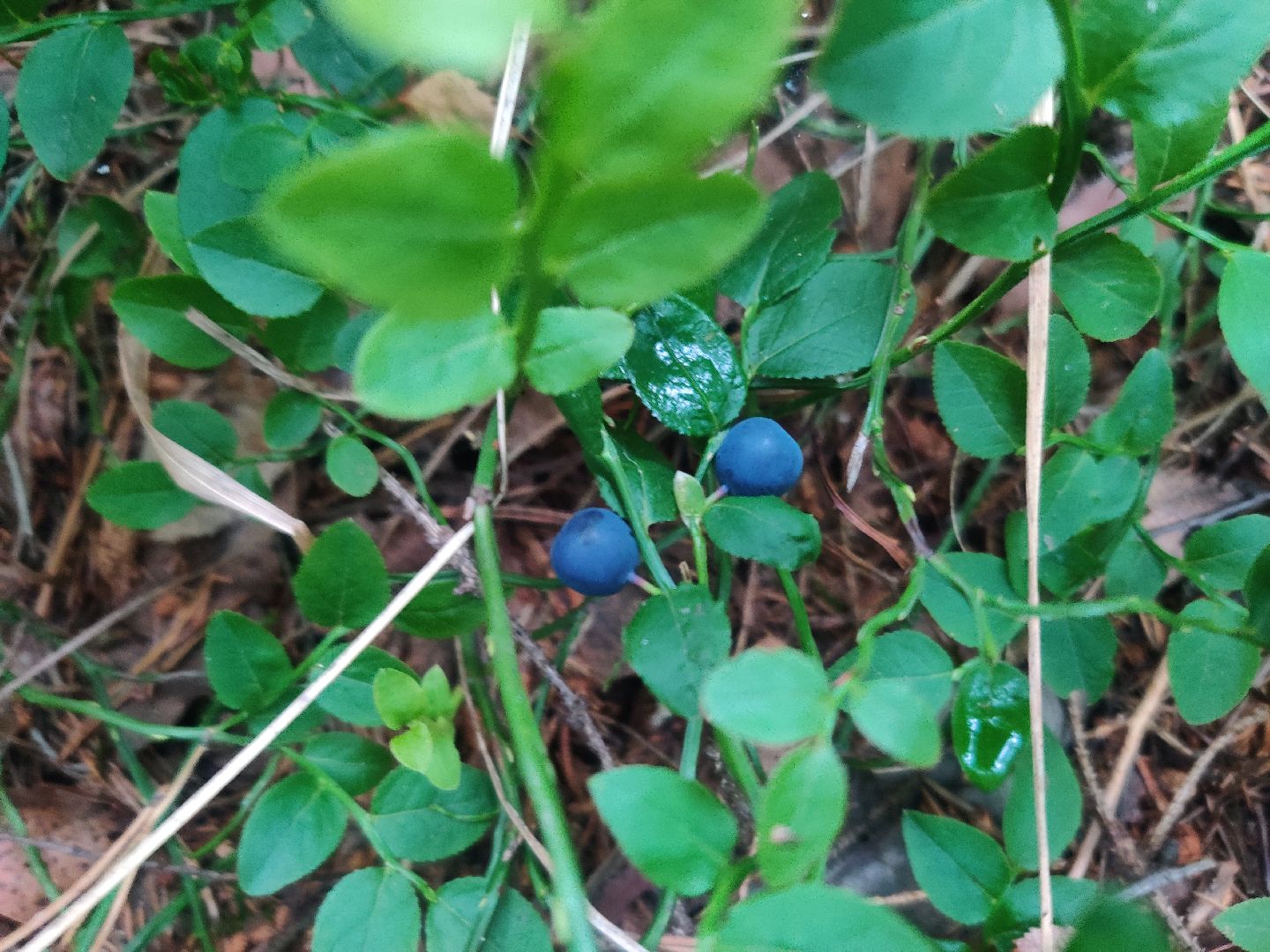 Красноармейск, Пушкинский, леса Подмосковья, черника