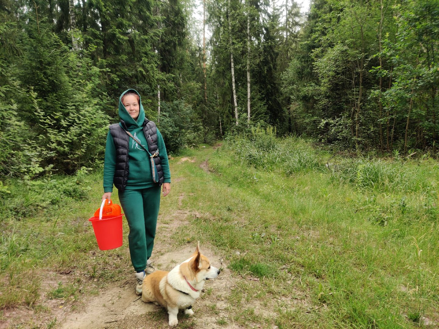 Красноармейск, Пушкинский, леса Подмосковья, черника