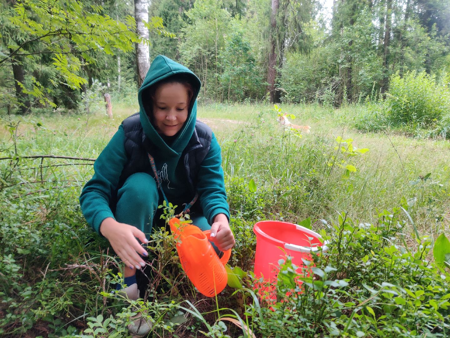 Красноармейск, Пушкинский, леса Подмосковья, черника