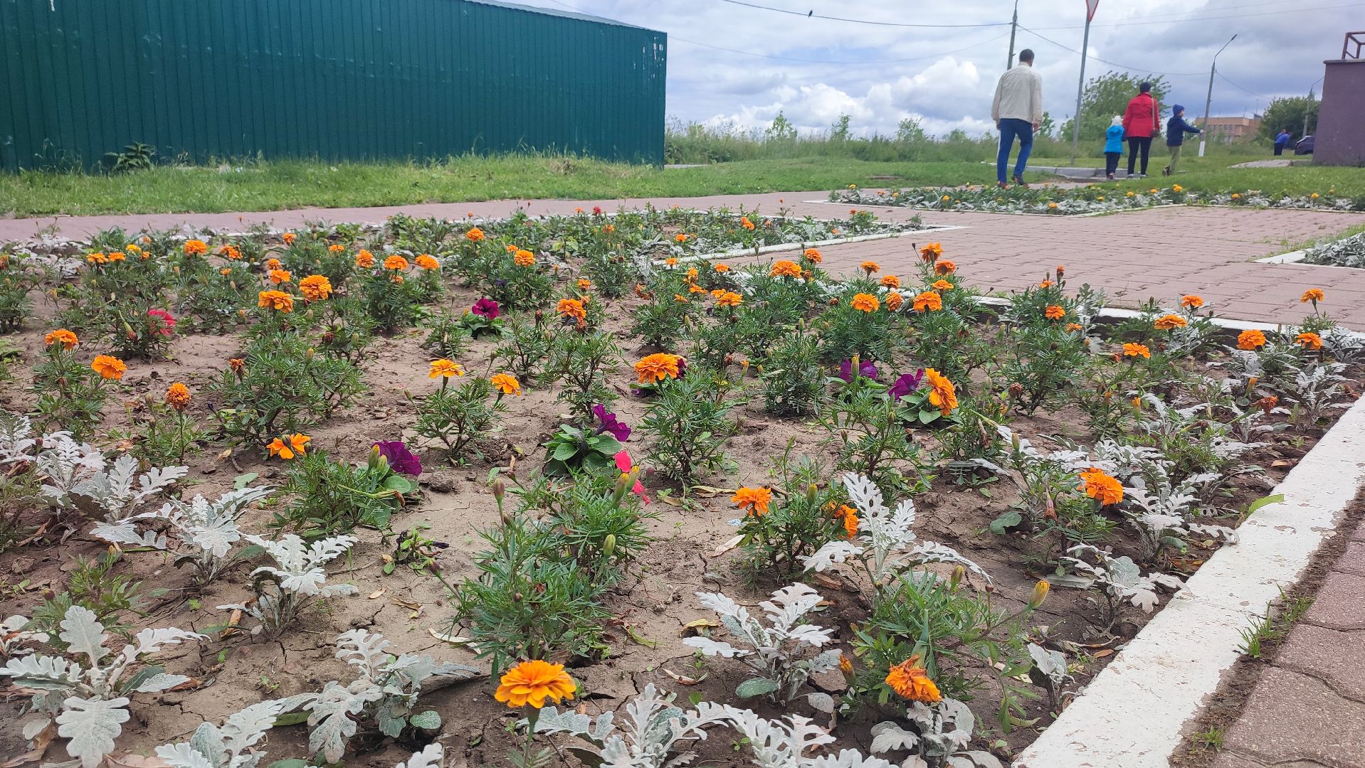Кашира, благоустройство, площадь, цветы, клумбы, бархатцы