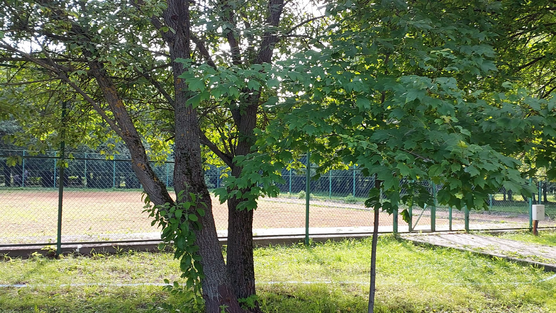 спорт, мини-футбол, серпухов, парк питомник, русский медведь, спортшкола,