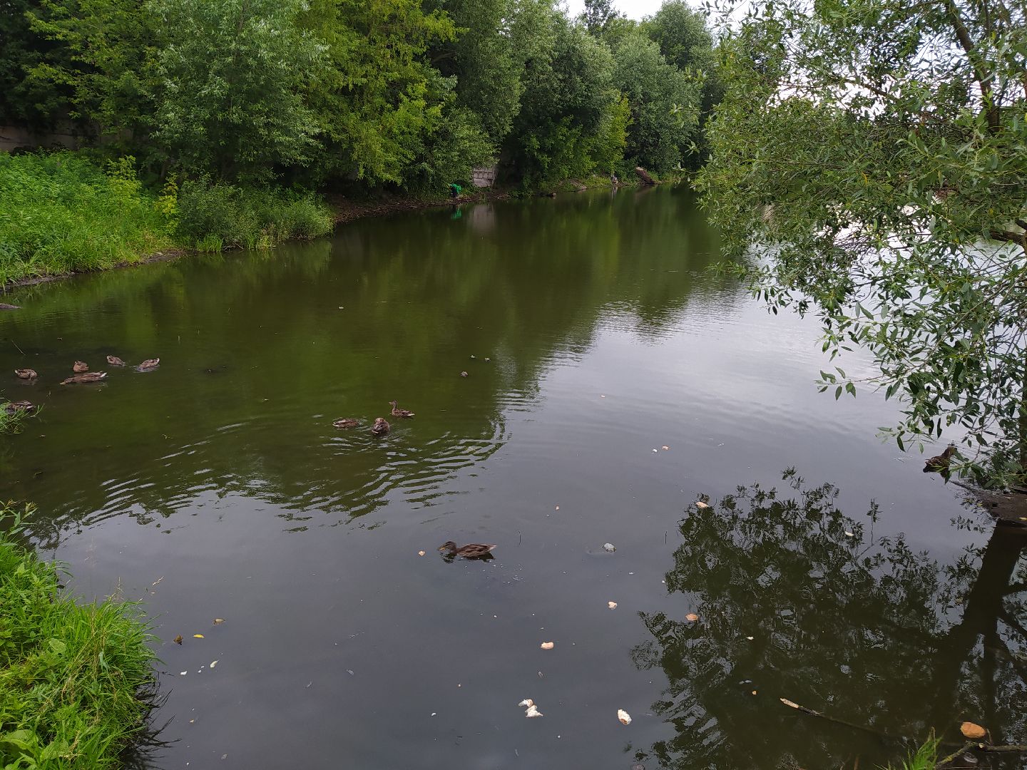 Дедовск, пруд, очистка, экология