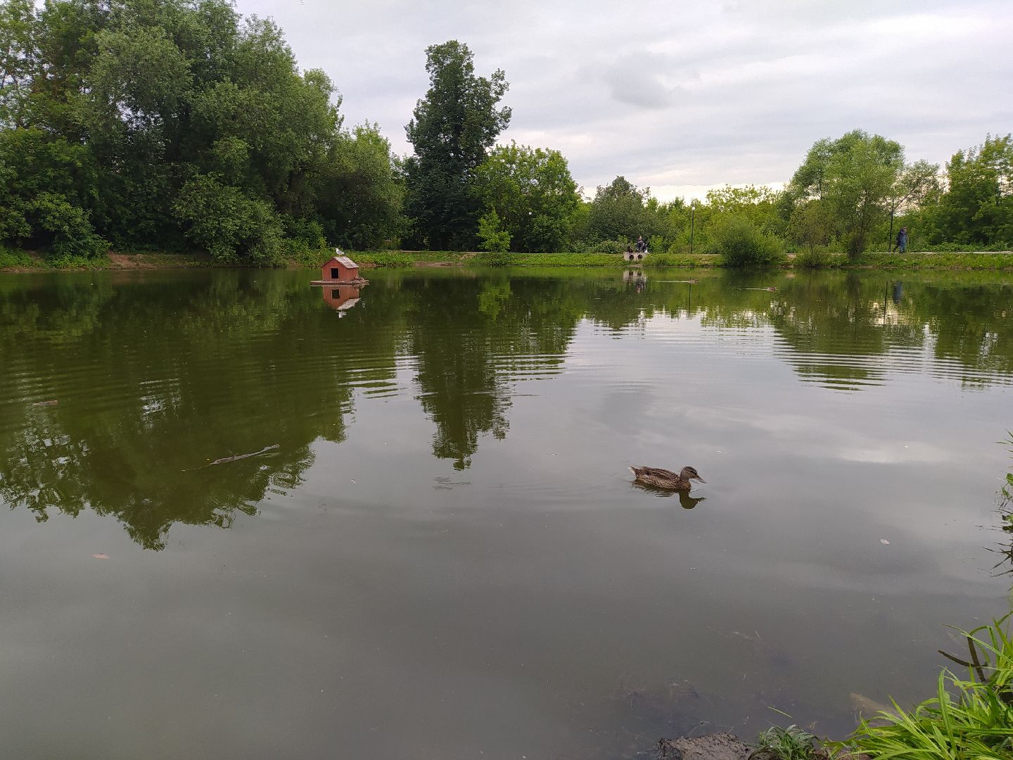 Дедовск, пруд, очистка, экология