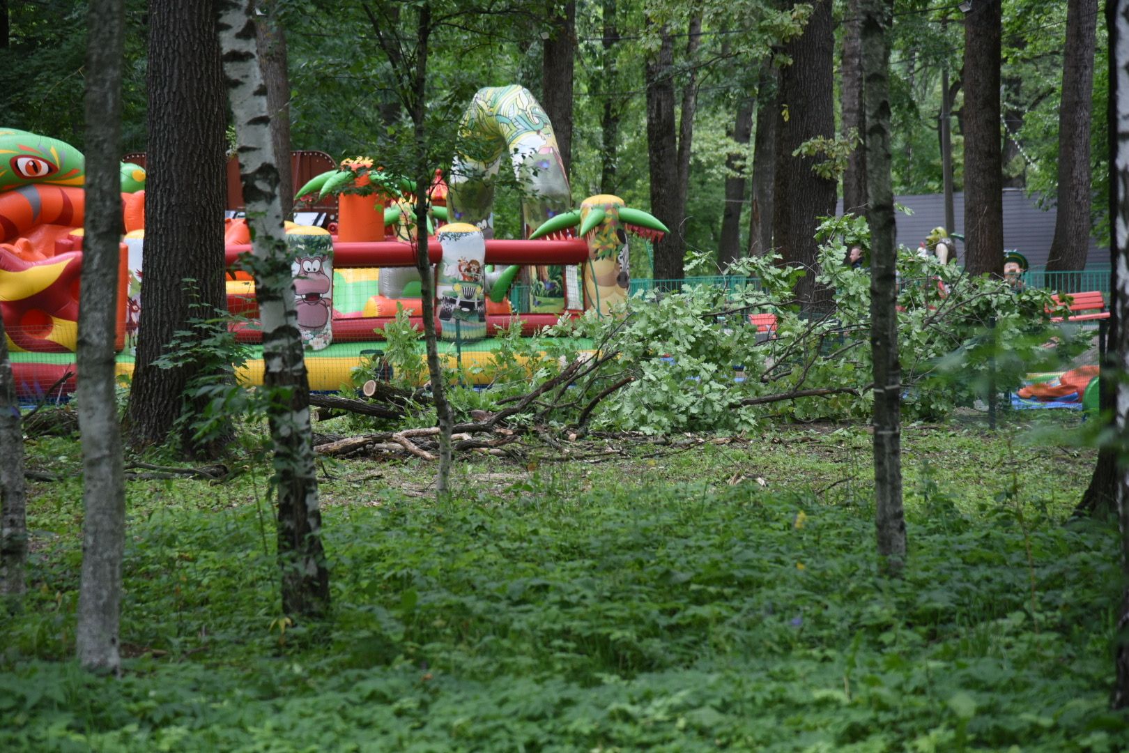 Химки, парк, деревья, опиловка, благоустройство