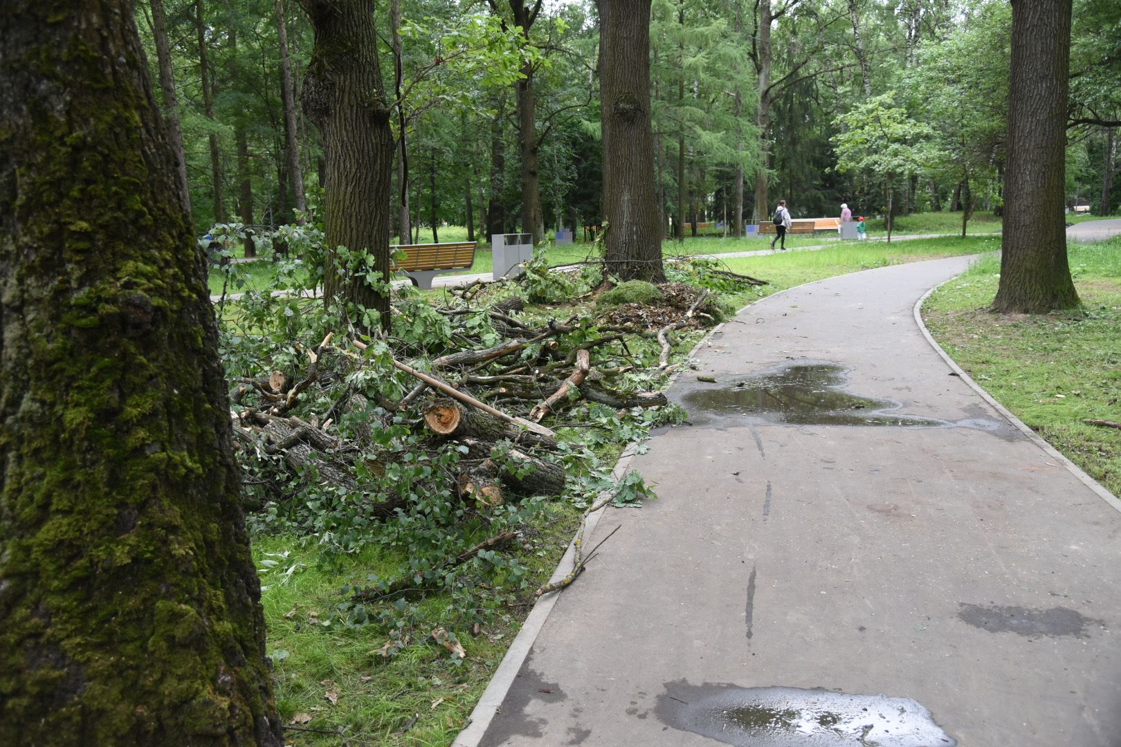Химки, парк, деревья, опиловка, благоустройство
