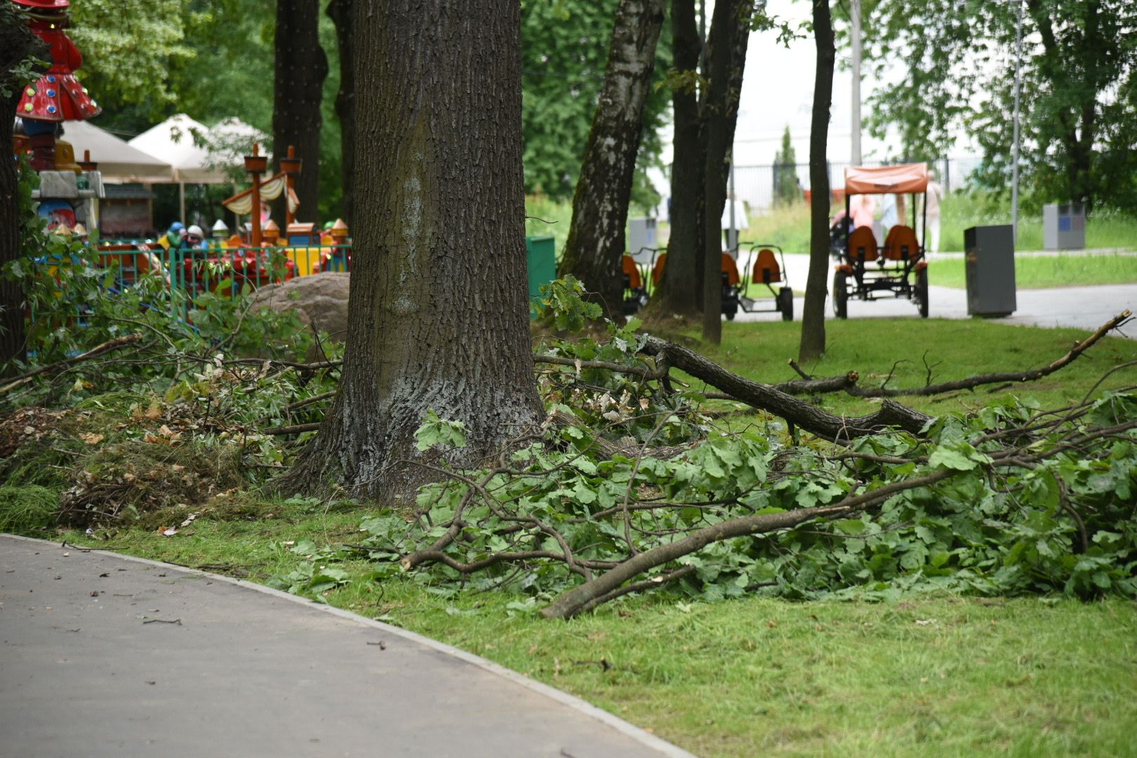Химки, парк, деревья, опиловка, благоустройство