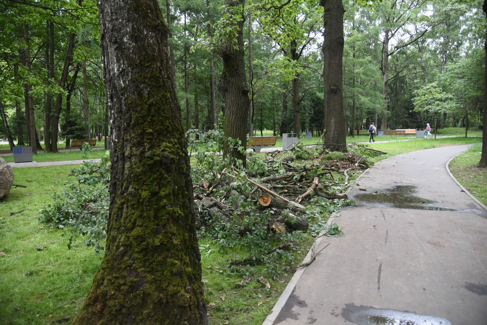 Химки, парк, деревья, опиловка, благоустройство