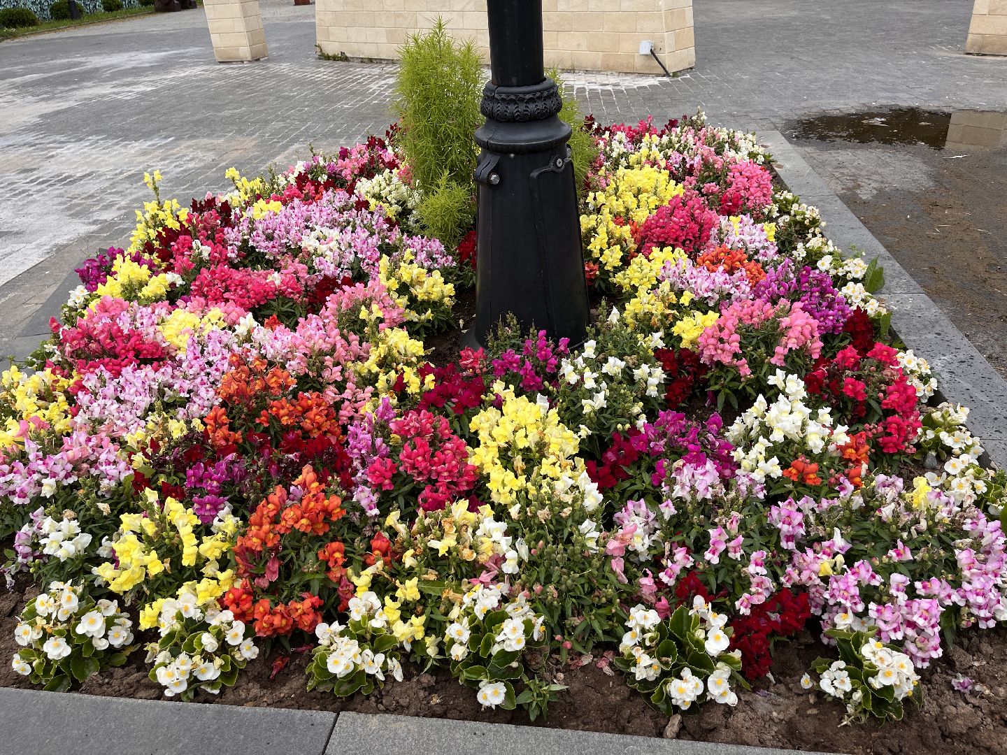 Шаховская, цветы, клумбы, посадка