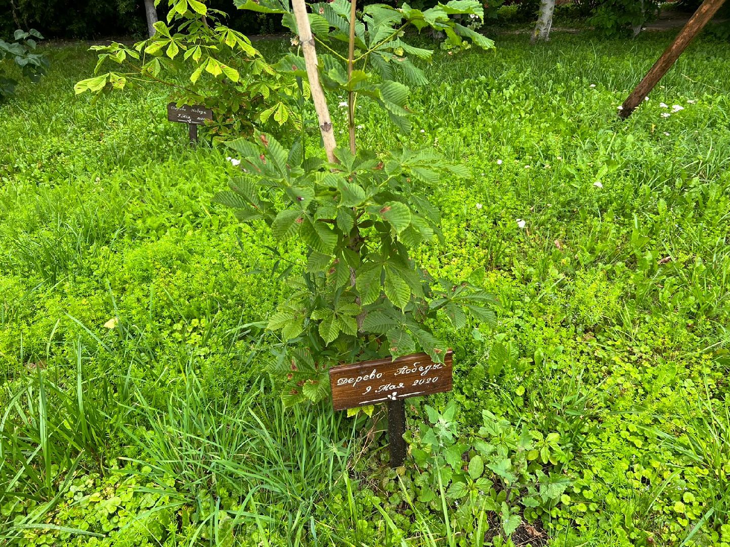 Реутов, благоустройство, ЖКХ, деревья, ивы