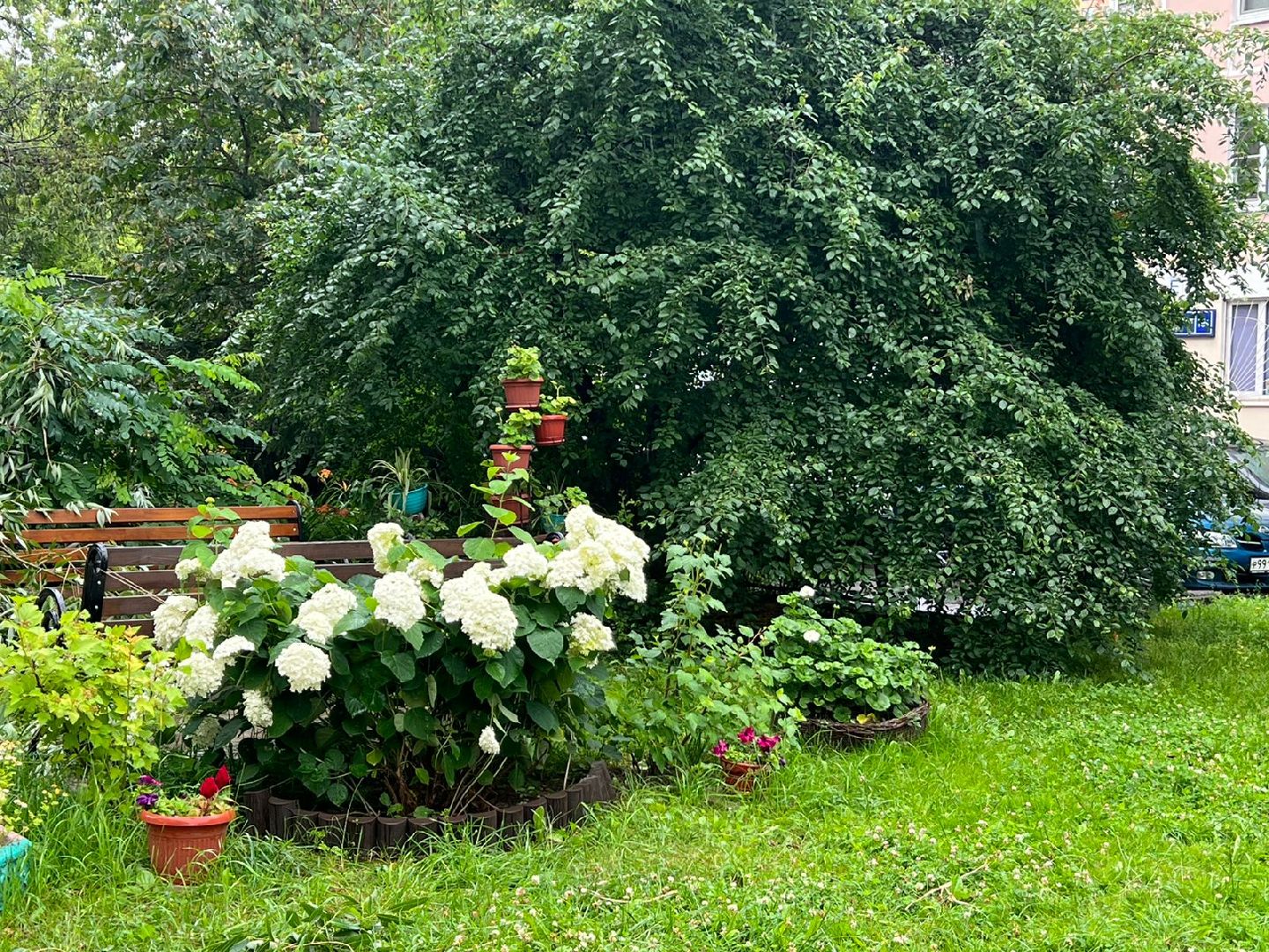 Реутов, благоустройство, ЖКХ, деревья, ивы