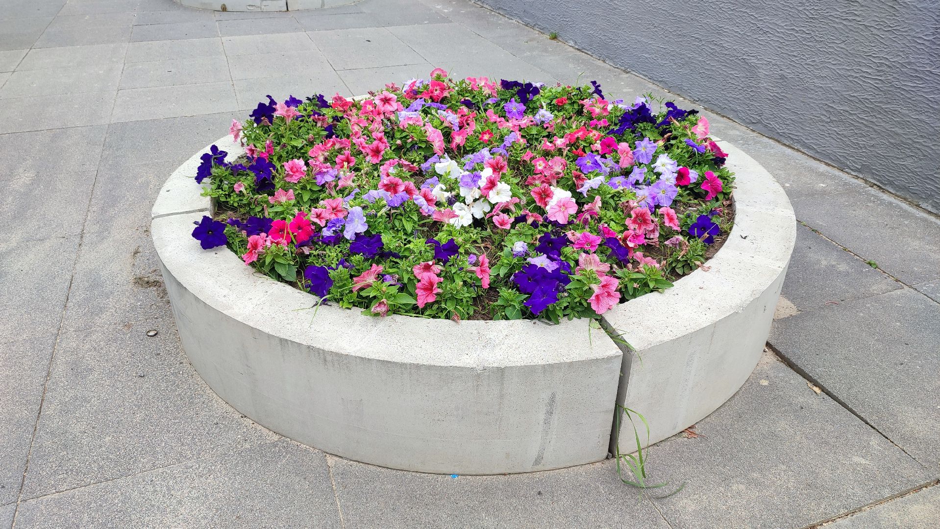 Кашира, благоустройство, цветы, клумбы, петунья ампельная