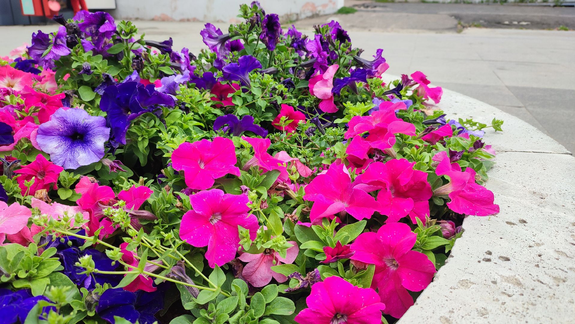 Кашира, благоустройство, цветы, клумбы, петунья ампельная