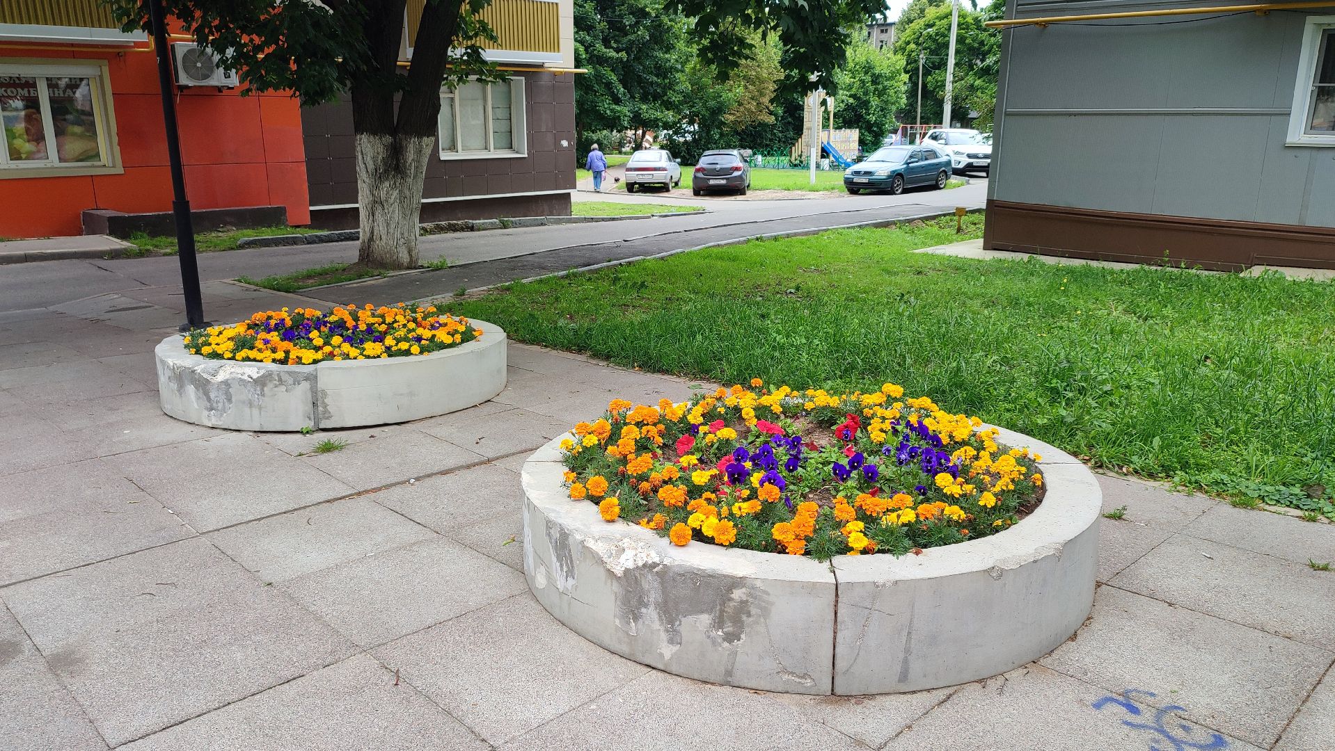 Кашира, благоустройство, цветы, клумбы, петунья ампельная