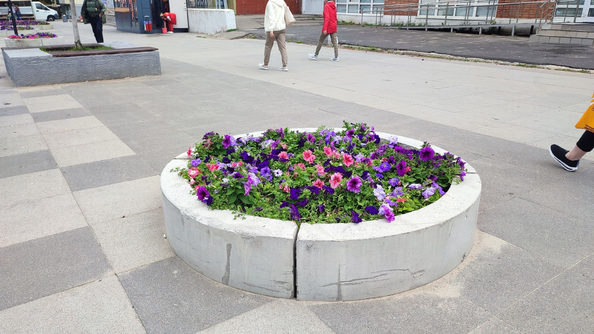 Кашира, благоустройство, цветы, клумбы, петунья ампельная