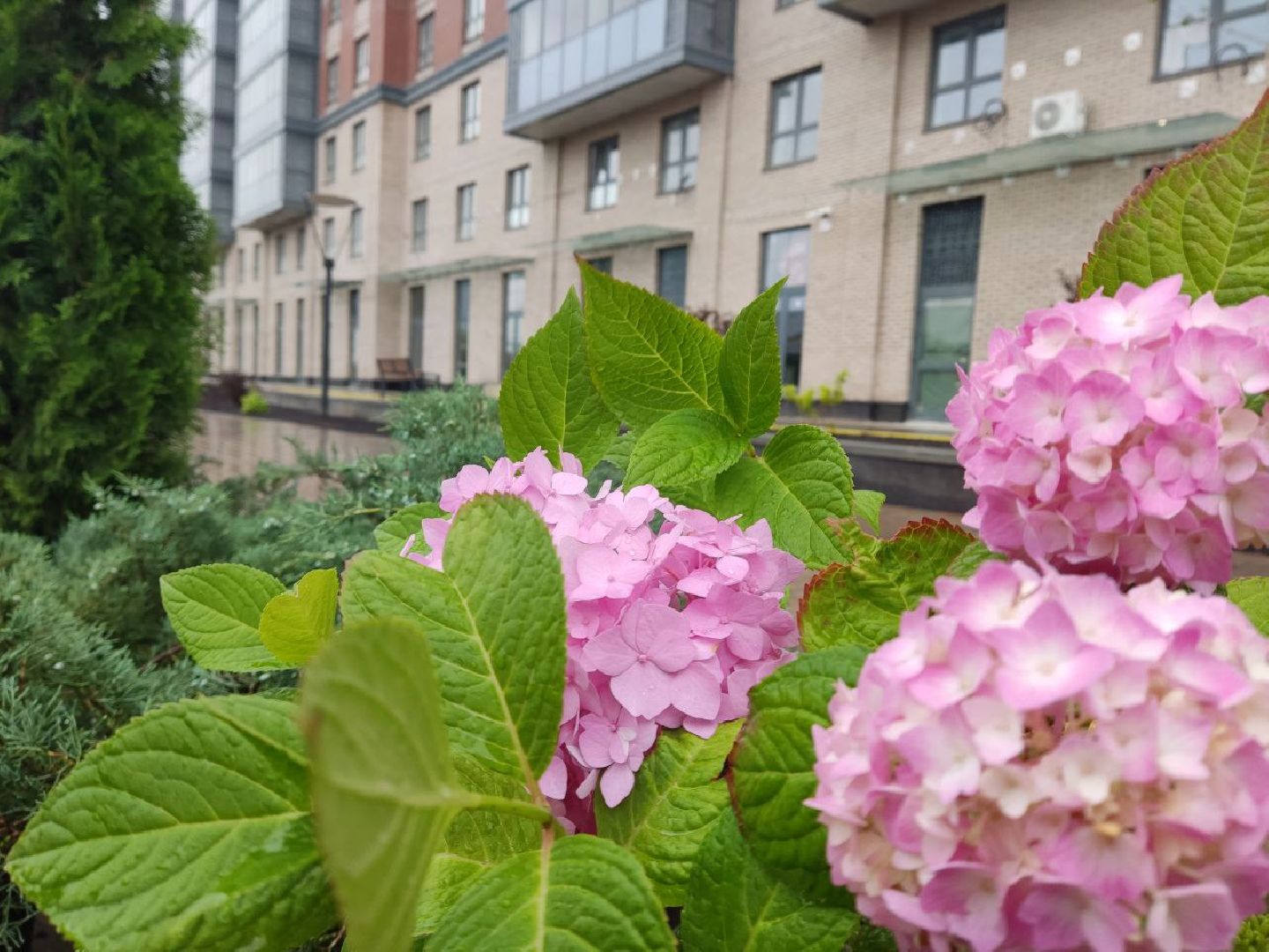 Одинцово, Благоустройство, Общество, Озеленение