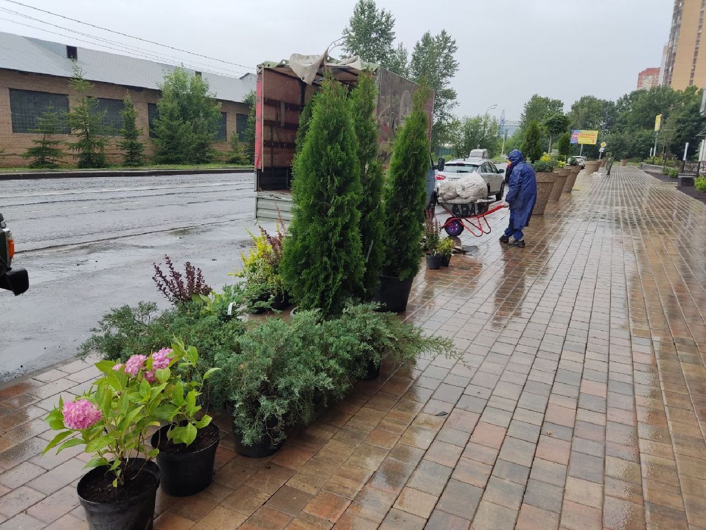 Одинцово, Благоустройство, Общество, Озеленение