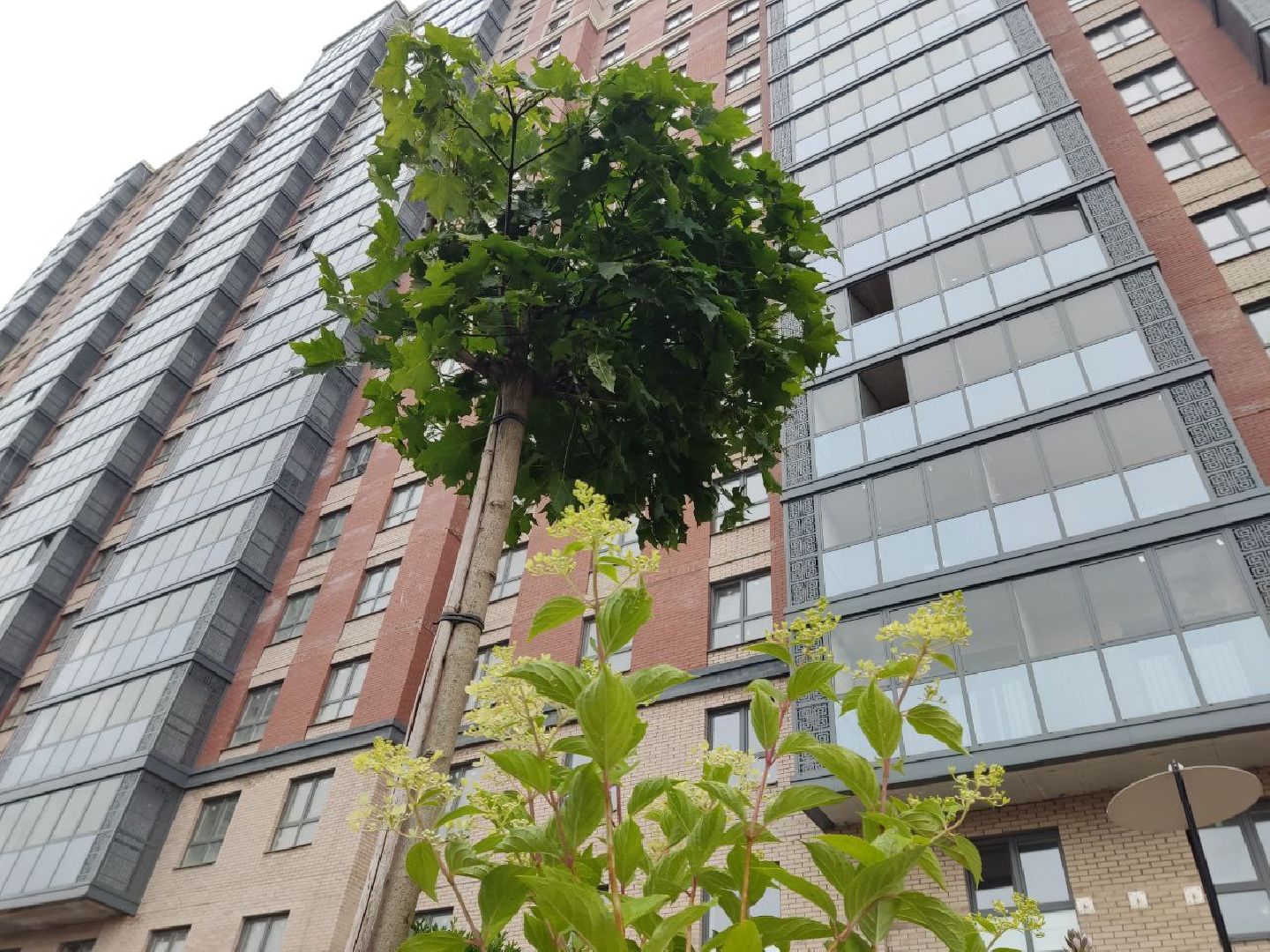 Одинцово, Благоустройство, Общество, Озеленение