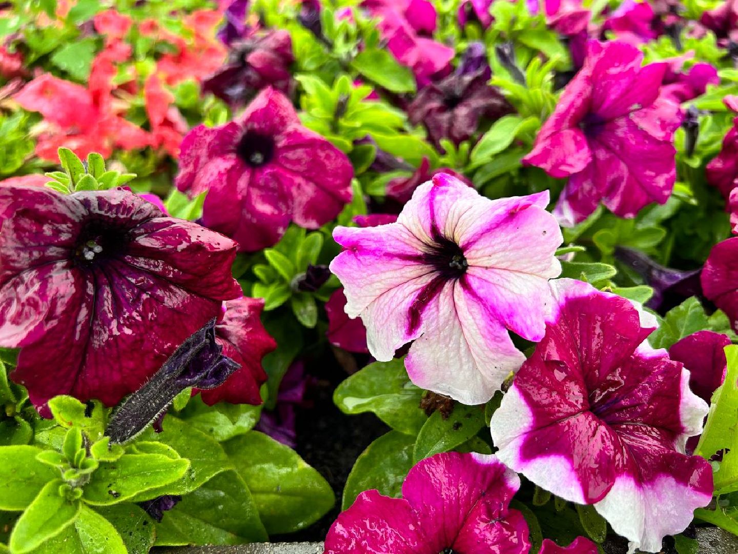 Подольск, клумбы, школьники, цветы, трудовые бригады, благоустройство