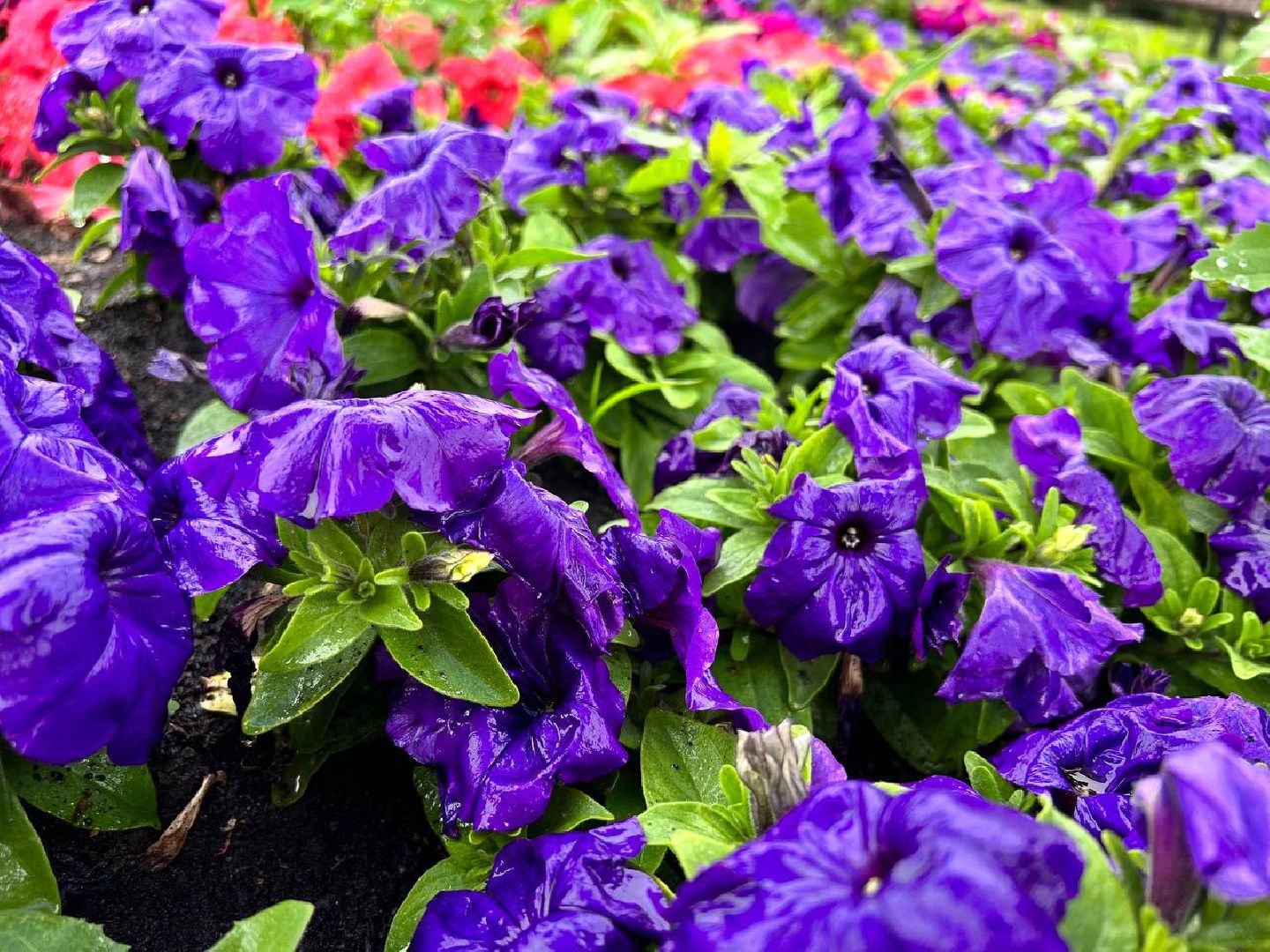 Подольск, клумбы, школьники, цветы, трудовые бригады, благоустройство