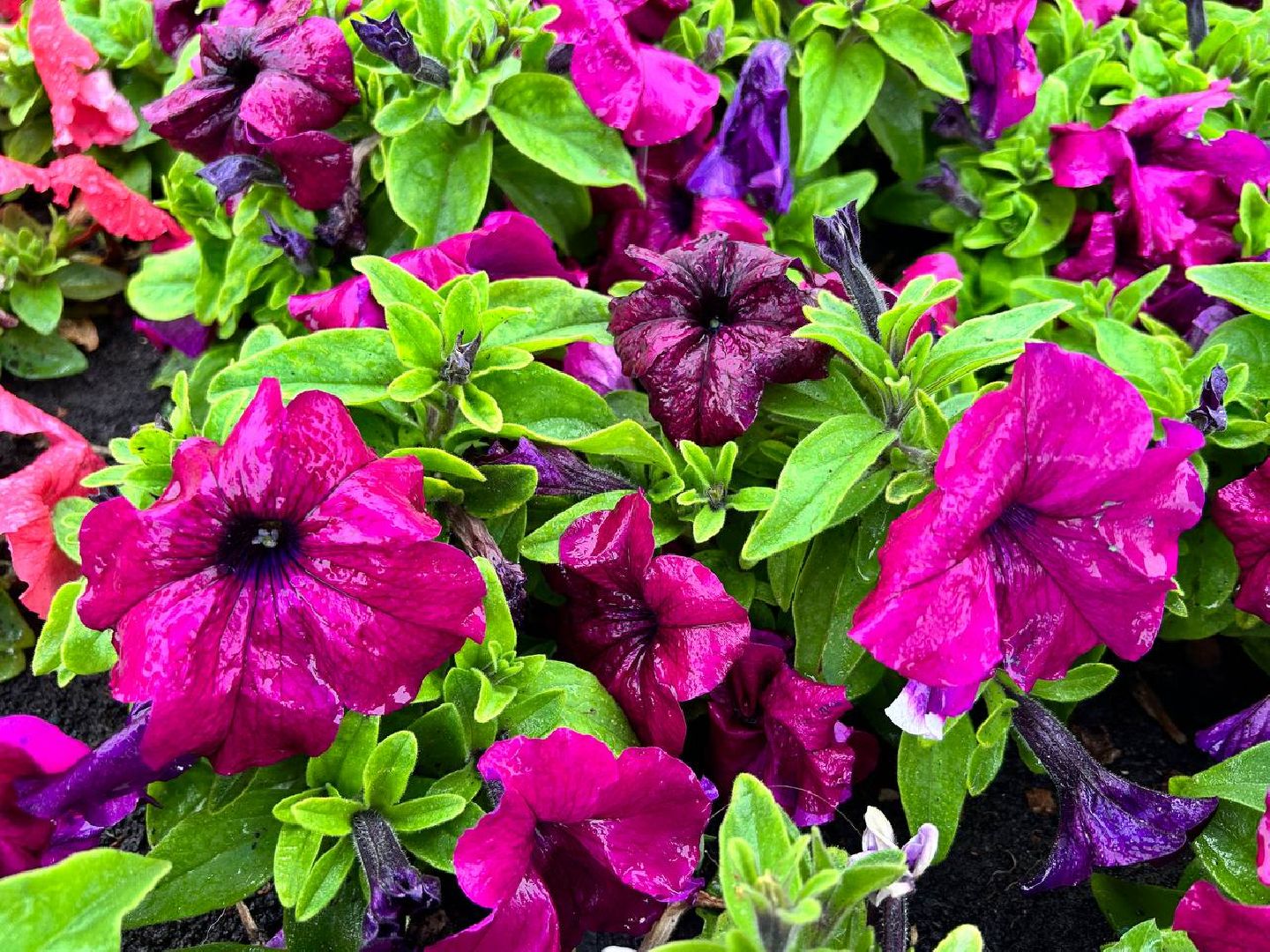 Подольск, клумбы, школьники, цветы, трудовые бригады, благоустройство