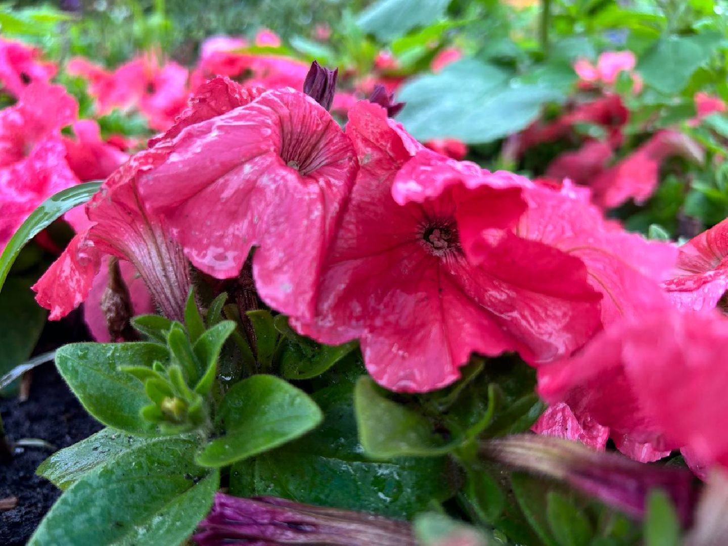 Подольск, клумбы, школьники, цветы, трудовые бригады, благоустройство