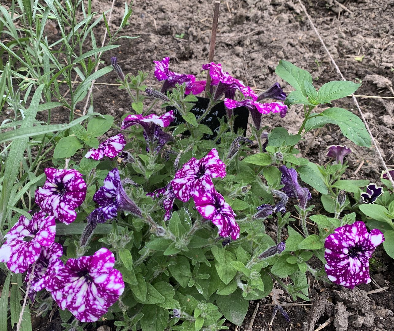 Балашиха, Подмосковье, парки, Аптекарский огород, акции