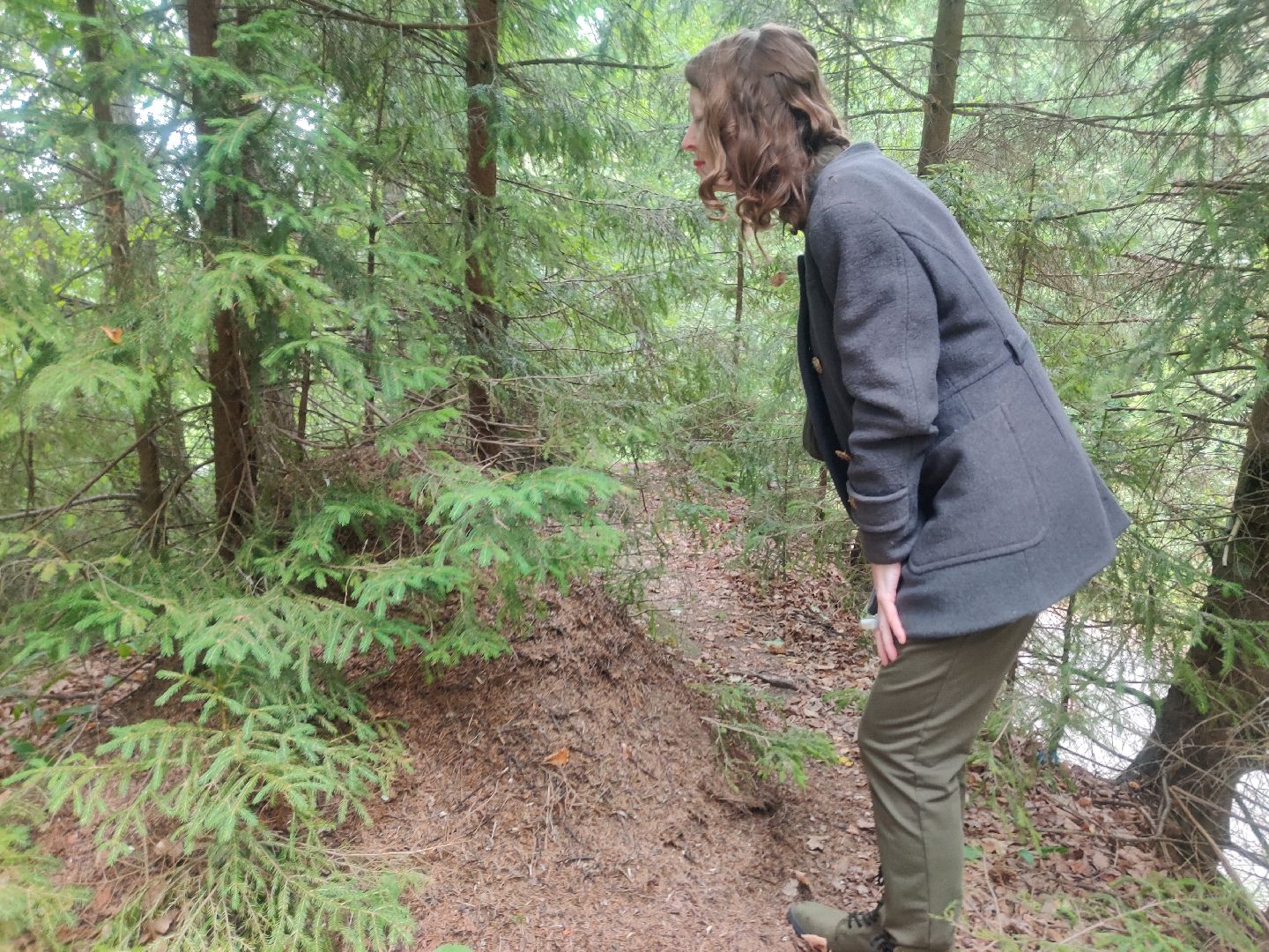 Красноармейск, Пушкинский, муравейники, лес, экология