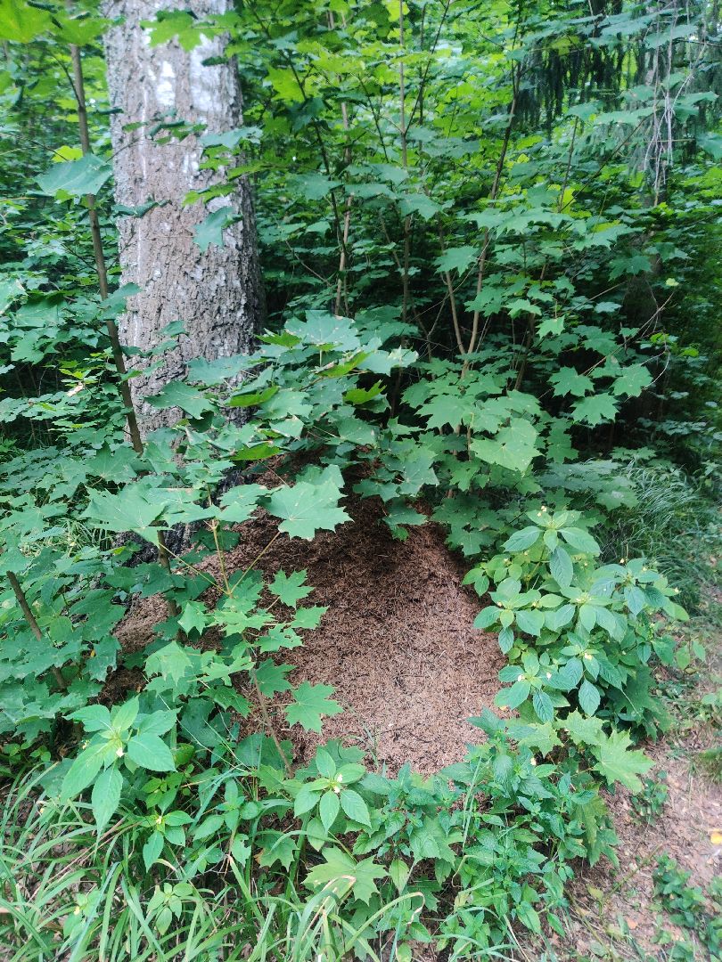 Красноармейск, Пушкинский, муравейники, лес, экология