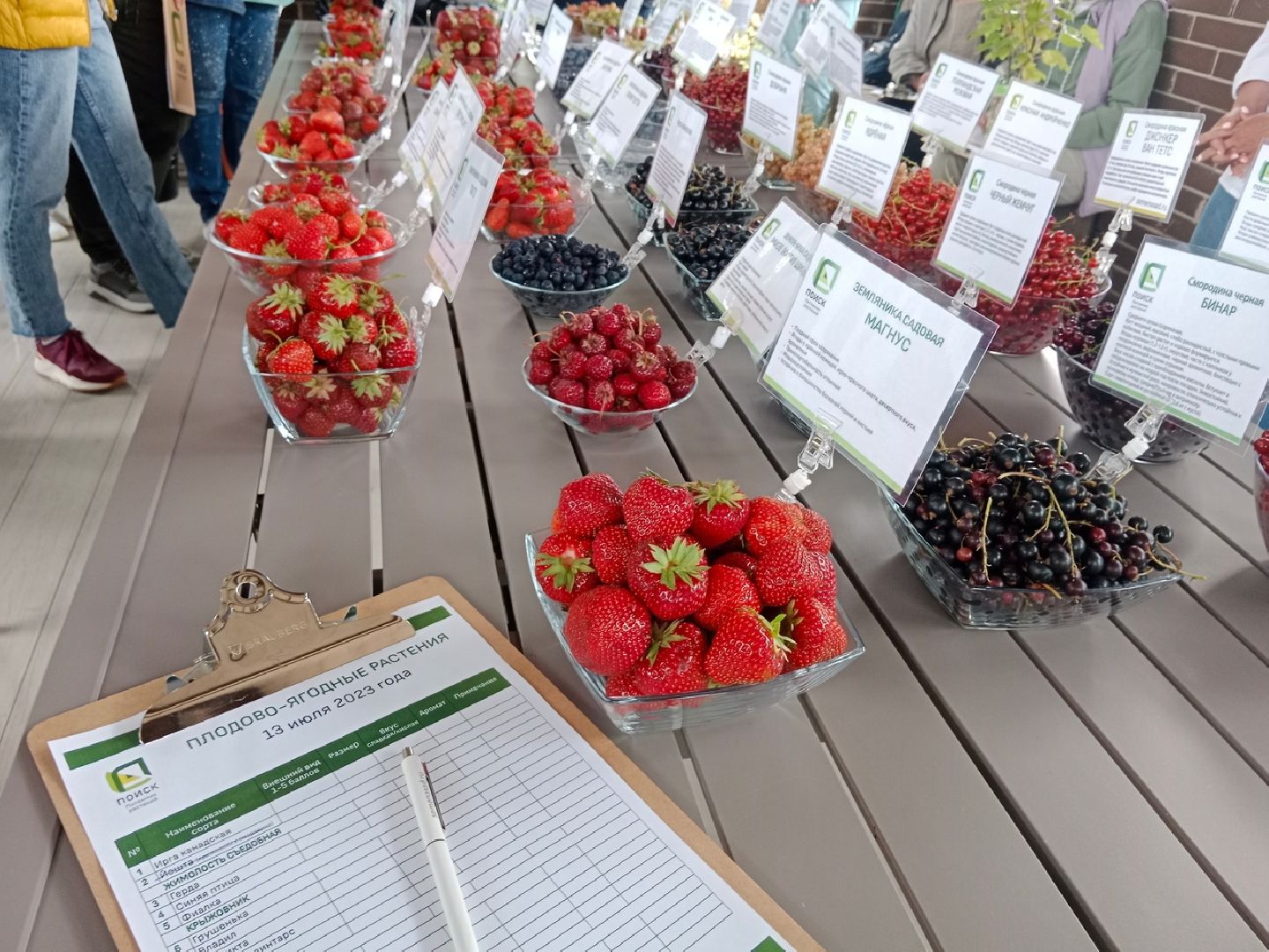 агрофирма, Поиск, дегустация, сортов, ягодных, культур, селекция, Город-сад