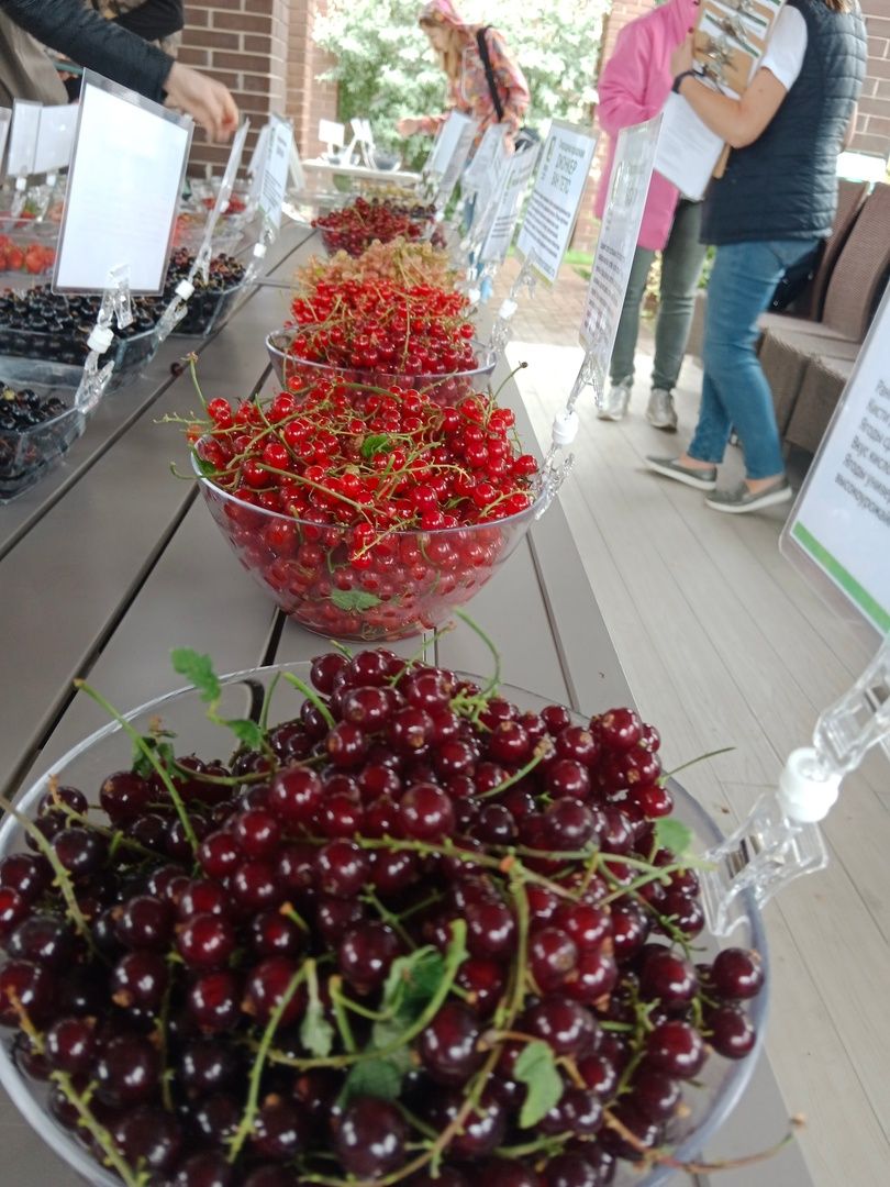 агрофирма, Поиск, дегустация, сортов, ягодных, культур, селекция, Город-сад