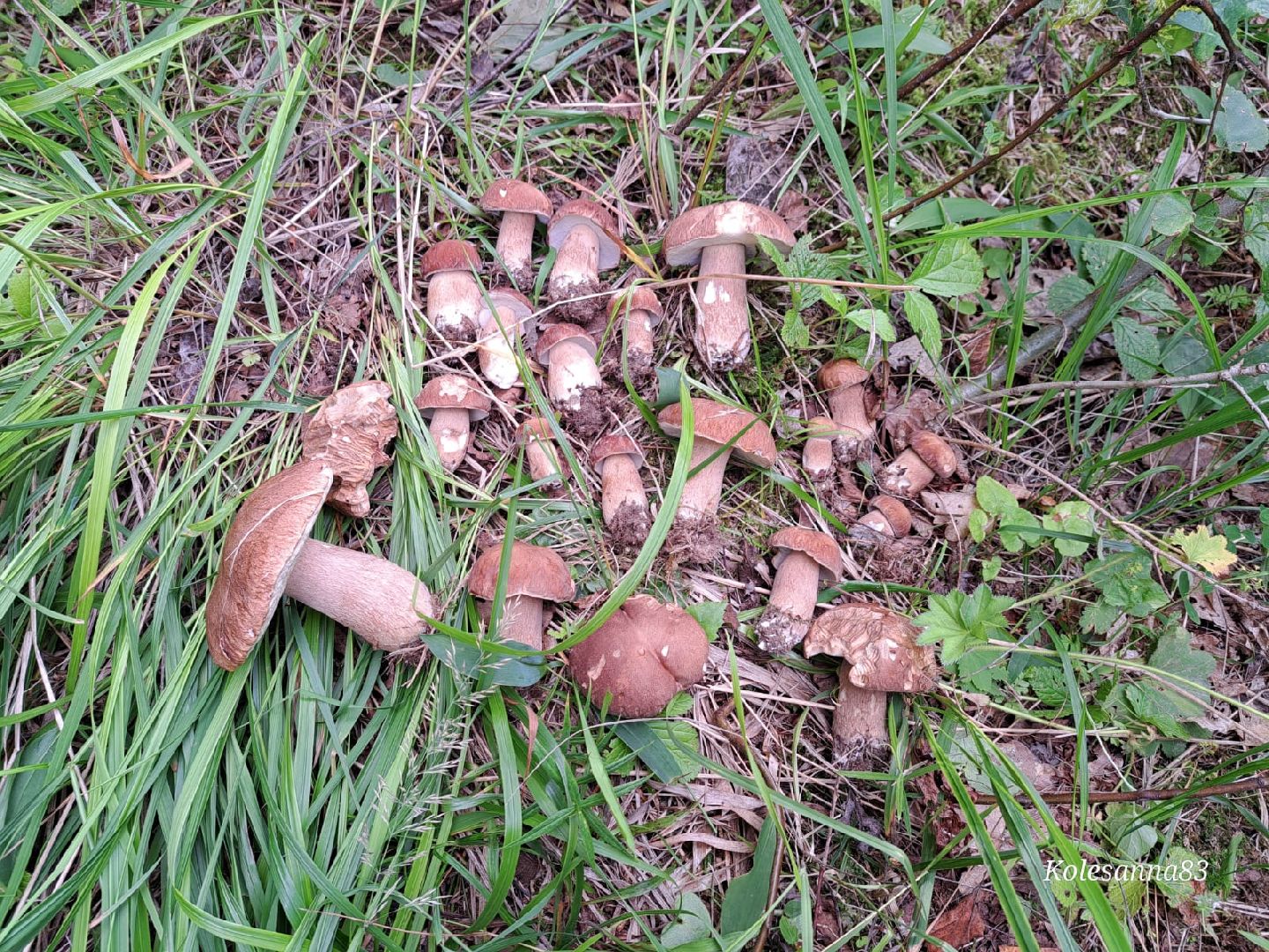 Одинцово, Тихая охота, Грибы, Экология