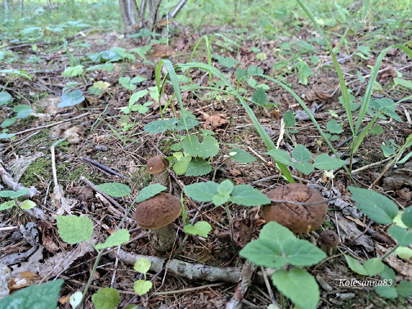 Одинцово, Тихая охота, Грибы, Экология