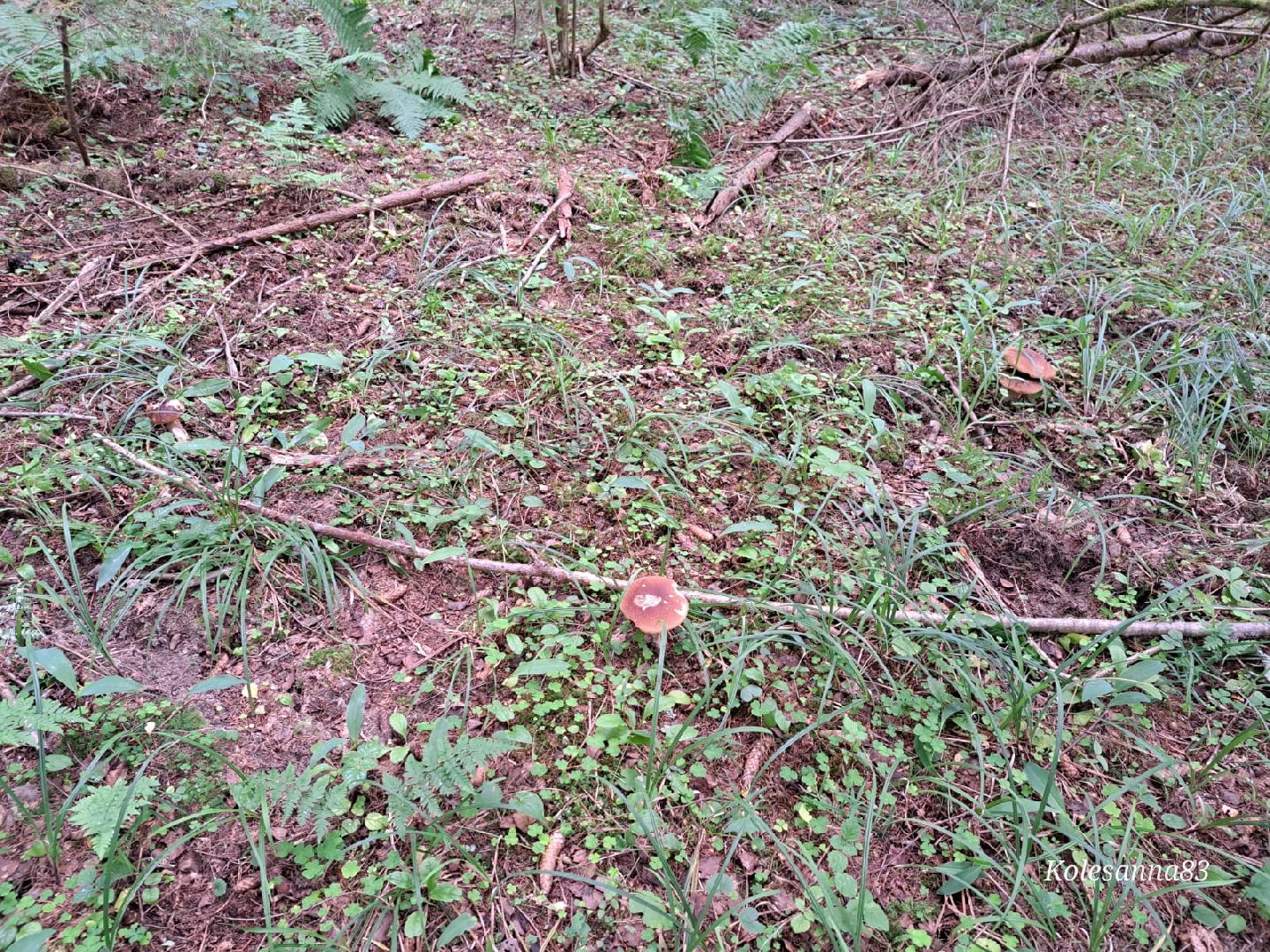 Одинцово, Тихая охота, Грибы, Экология