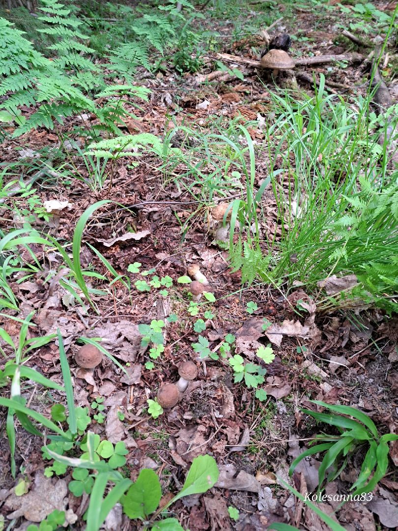 Одинцово, Тихая охота, Грибы, Экология