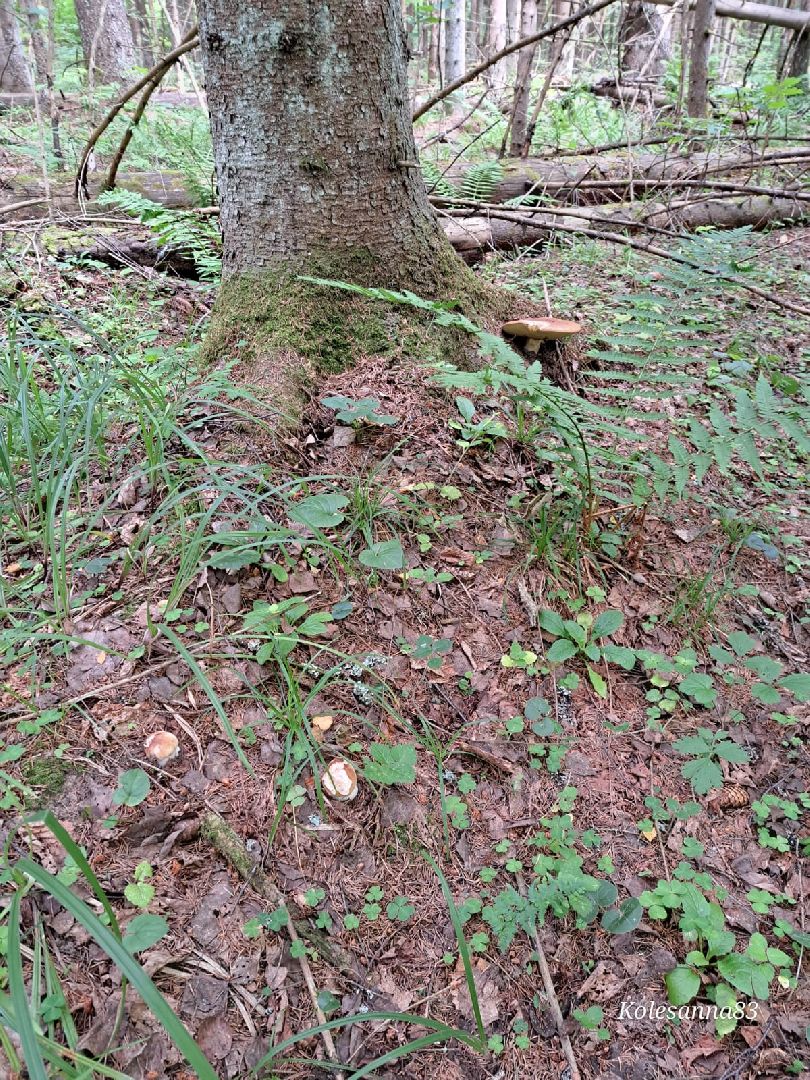 Одинцово, Тихая охота, Грибы, Экология