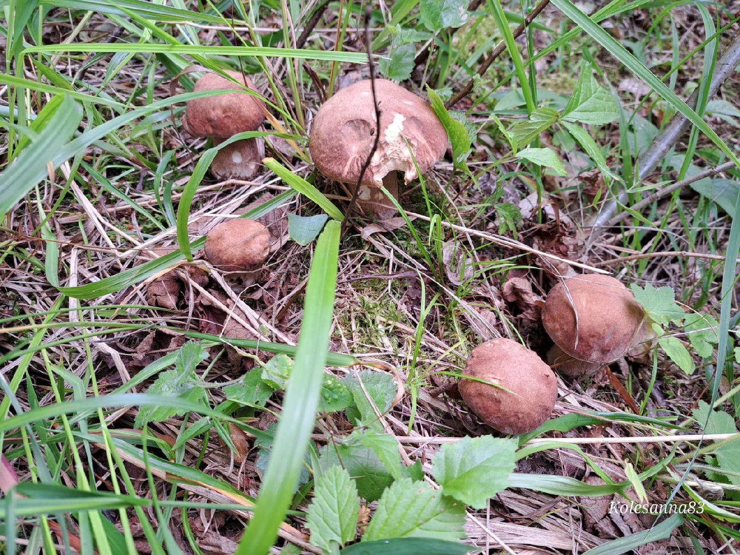 Одинцово, Тихая охота, Грибы, Экология