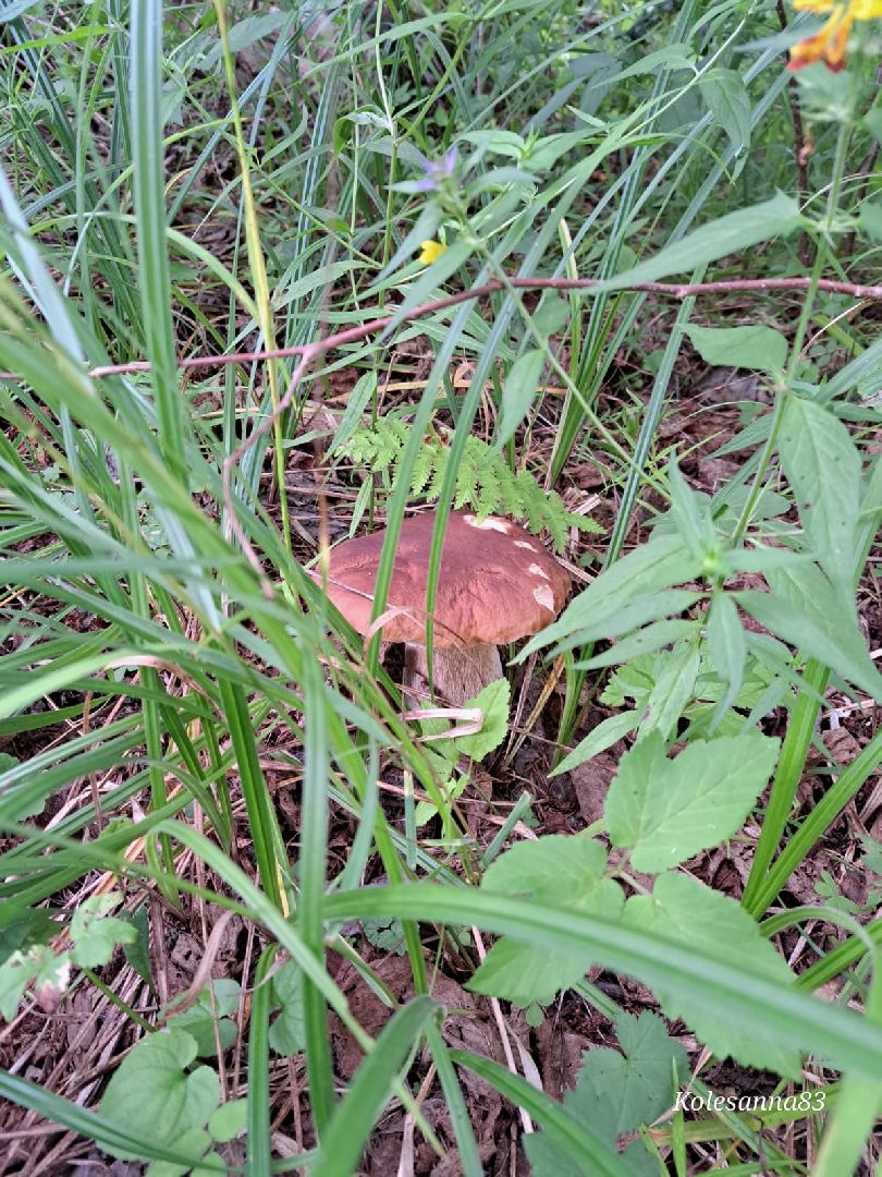 Одинцово, Тихая охота, Грибы, Экология