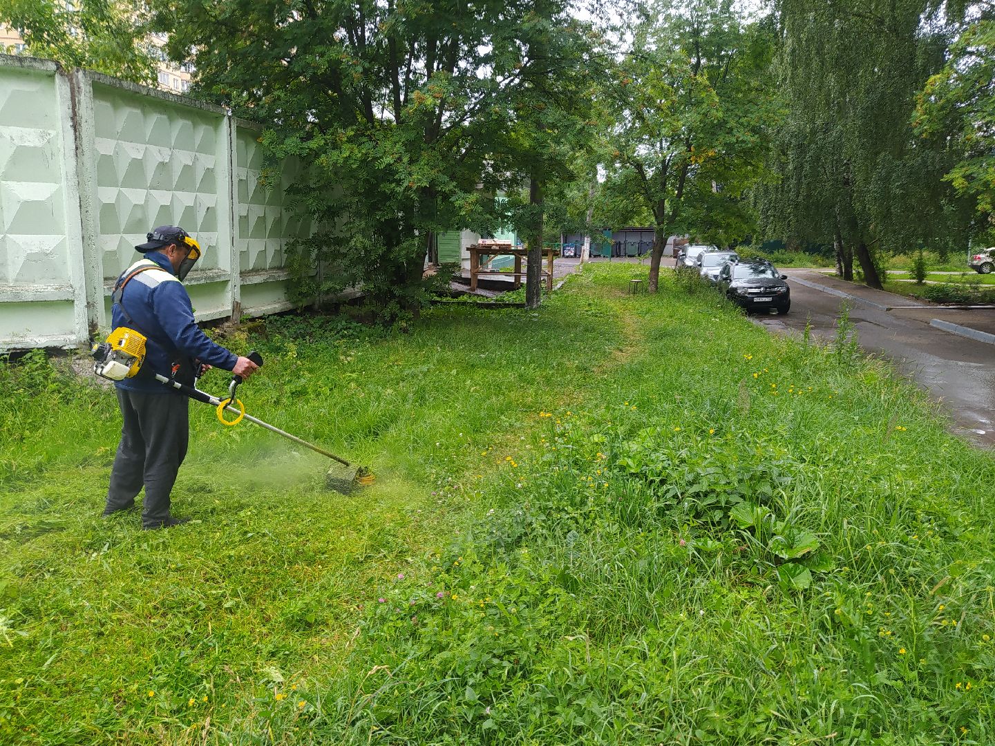 Дедовск, трава