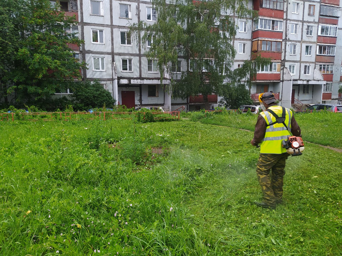 Дедовск, трава