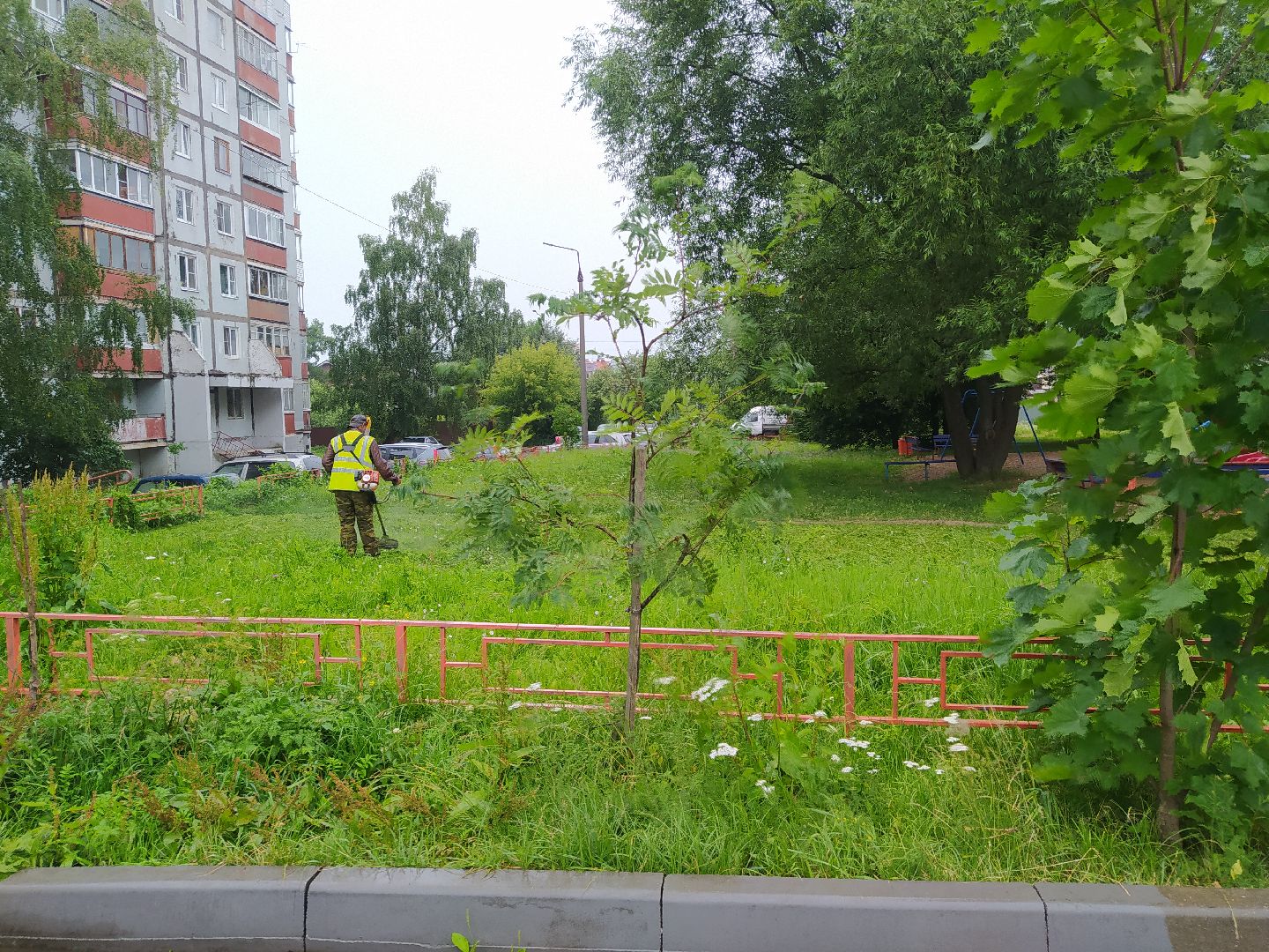 Дедовск, трава